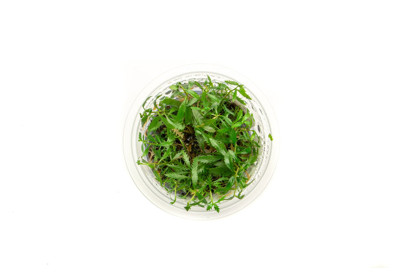 Proserpinaca Palustris Aquatic Farmer Tissue Culture Aquatic Plant - Buce Plant