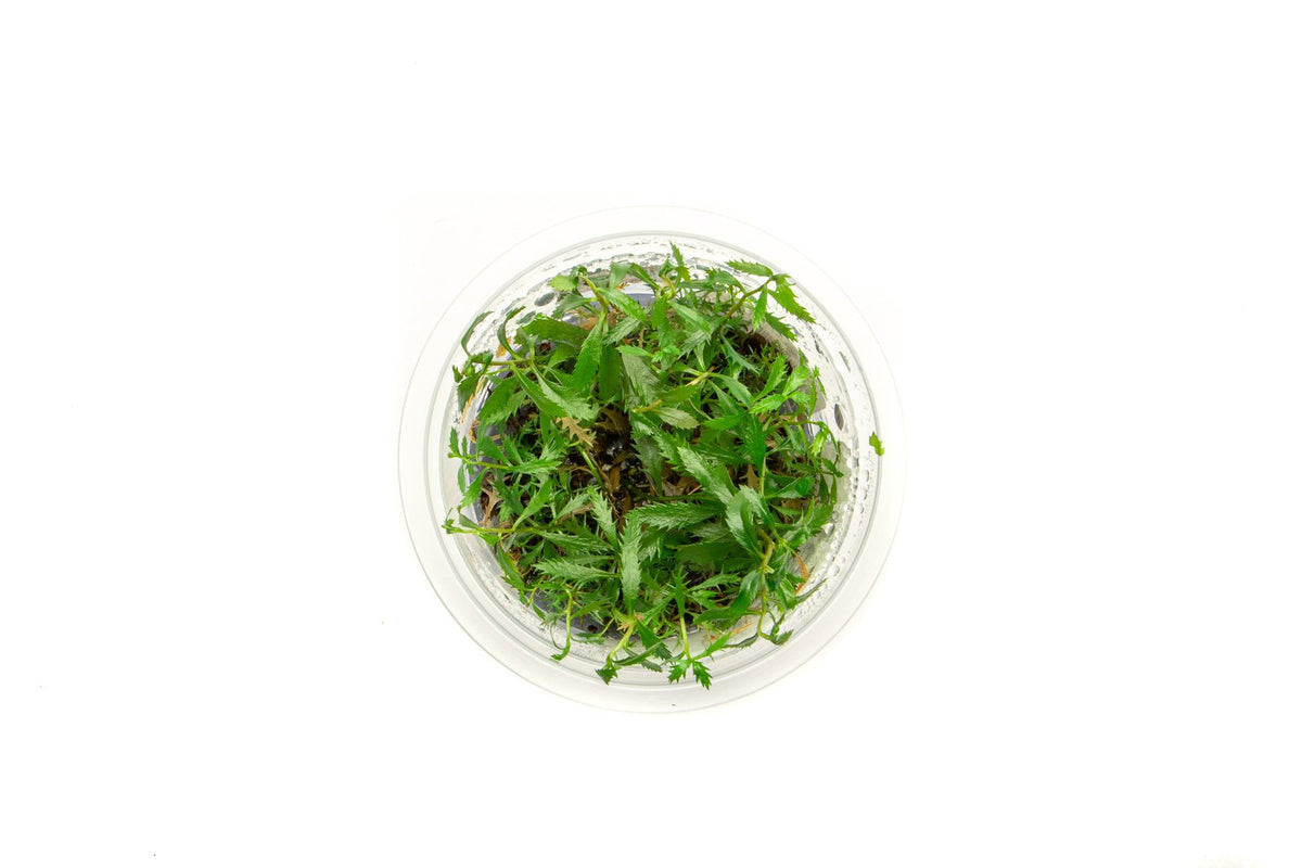 Proserpinaca Palustris Aquatic Farmer Tissue Culture — Buce Plant