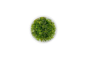 Proserpinaca Palustris UNS Tissue Culture Aquatic Plant - Buce Plant