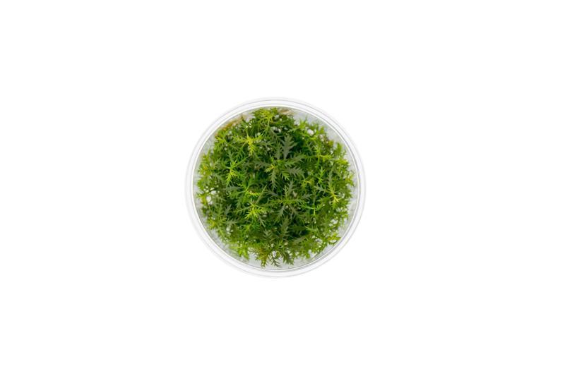 Proserpinaca Palustris UNS Tissue Culture Aquatic Plant - Buce Plant