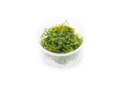 Proserpinaca Palustris UNS Tissue Culture Aquatic Plant - Buce Plant