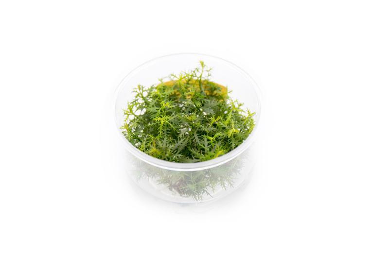 Proserpinaca Palustris UNS Tissue Culture Aquatic Plant - Buce Plant