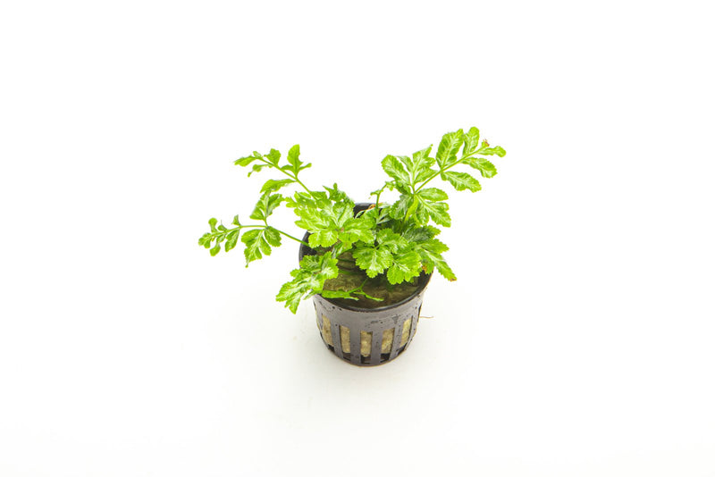 Lush Pteris Ensiformis fern terrarium plant with delicate green fronds, ideal for indoor terrarium decor, by ACW.