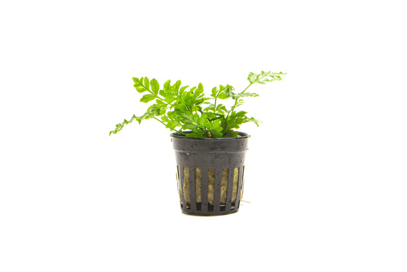 Pteris Ensiformis terrarium plant with lush green, feathery fronds, suitable for indoor terrarium decor, by ACW.