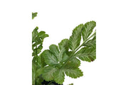 Lush Pteris Ensiformis fern terrarium plant by ACW with bright green fronds and delicate, feathery foliage.