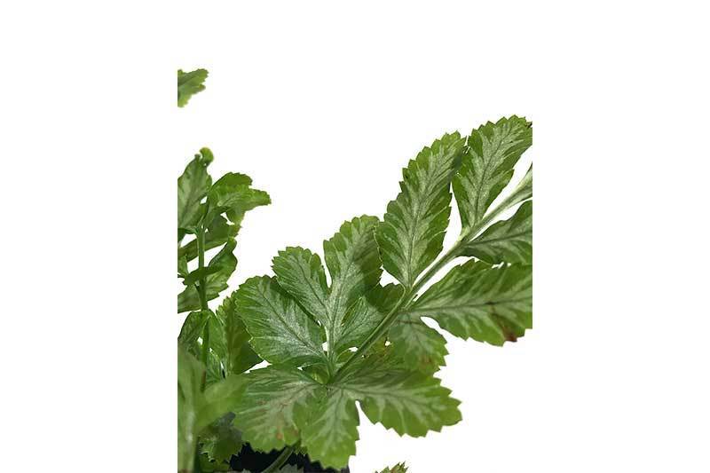 Lush Pteris Ensiformis fern terrarium plant by ACW with bright green fronds and delicate, feathery foliage.