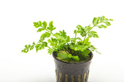 Lush Pteris Ensiformis fern terrarium plant with vibrant green fronds, displayed in a glass terrarium setting.