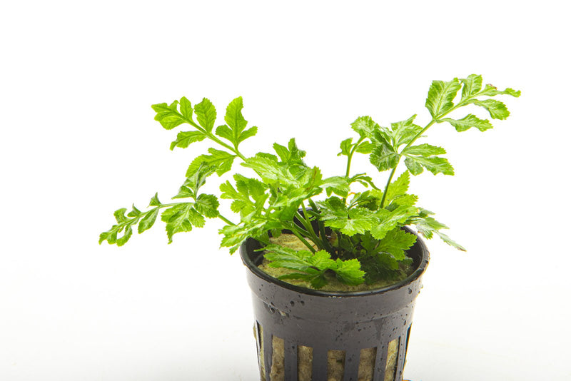 Lush Pteris Ensiformis fern terrarium plant with vibrant green fronds, displayed in a glass terrarium setting.