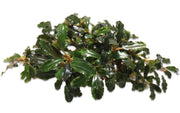 Bucephalandra Rainbow Frost Bucephalandra - Buce Plant
