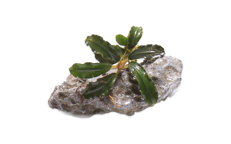 Bucephalandra Rainbow Frost Bucephalandra - Buce Plant
