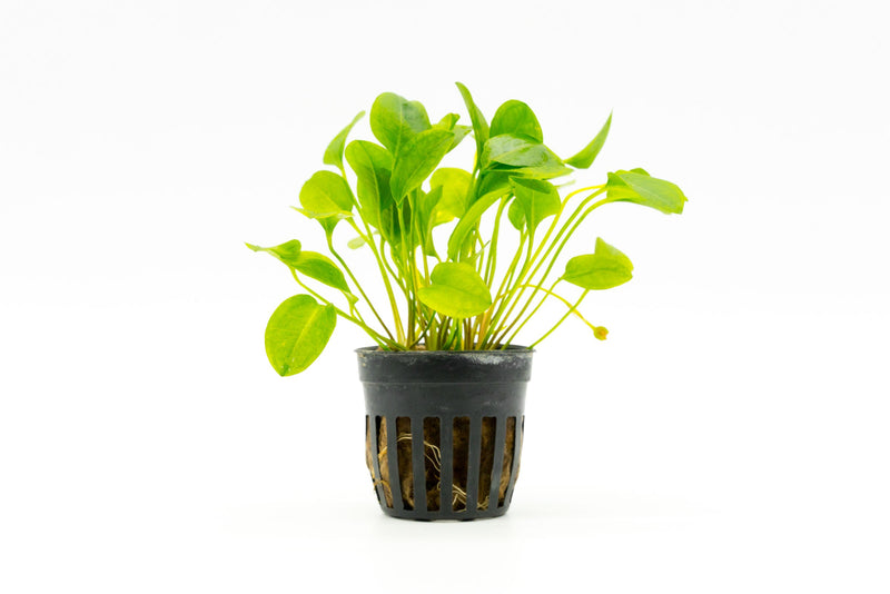 Healthy Ranalisma Rostratum aquatic plant from CPA with vibrant green leaves, ideal for freshwater aquariums.