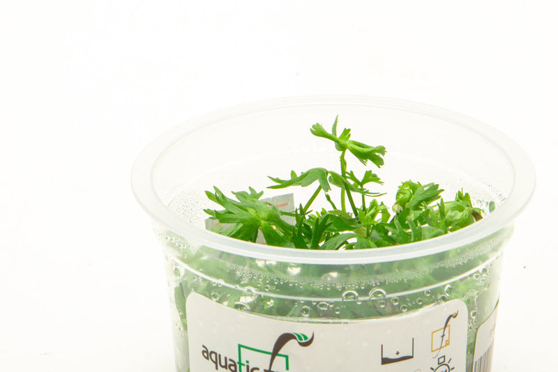 Ranunculus Inundatus Aquatic Farmer Tissue Culture Aquatic Plant - Buce Plant