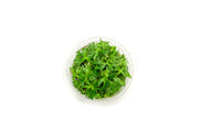 Ranunculus Inundatus Aquatic Farmer Tissue Culture Aquatic Plant - Buce Plant