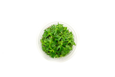 Ranunculus Inundatus Aquatic Farmer Tissue Culture — Buce Plant