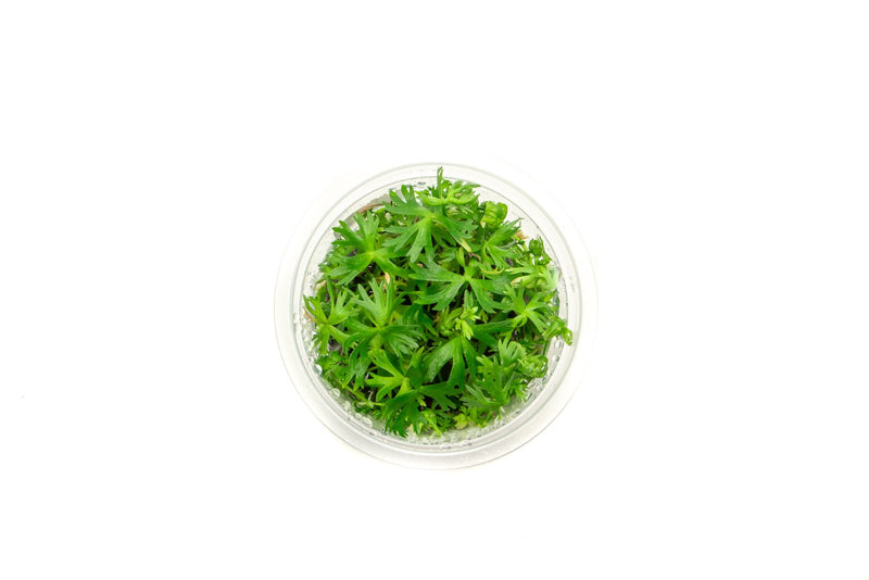 Ranunculus Inundatus Aquatic Farmer Tissue Culture Aquatic Plant - Buce Plant