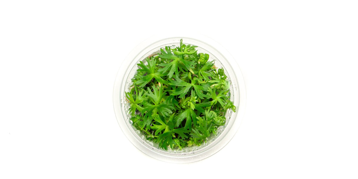 Ranunculus Inundatus Aquatic Farmer Tissue Culture — Buce Plant