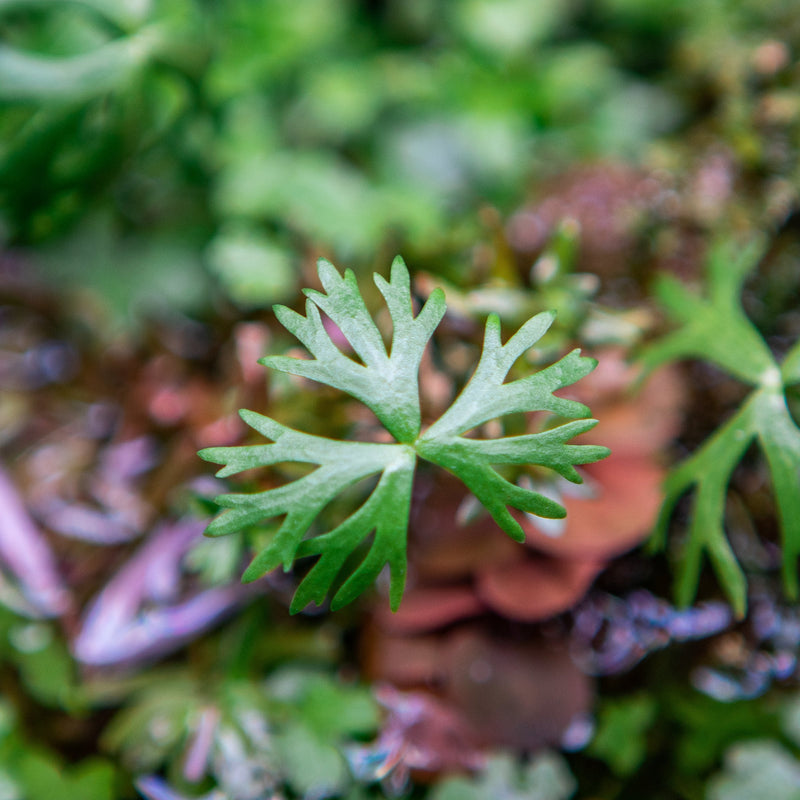 Ranunculus Inundatus Aquatic Farmer Tissue Culture Aquatic Plant - Buce Plant