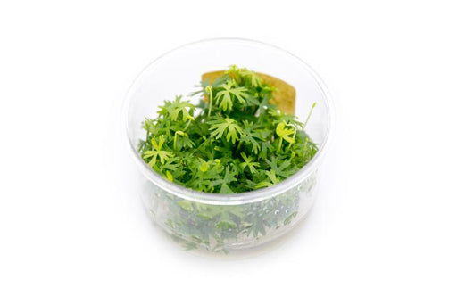 Ranunculus Inundatus UNS Tissue Culture - BucePlant.com