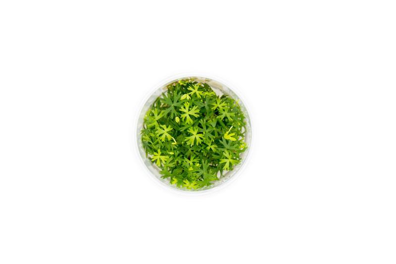 Ranunculus Inundatus UNS Tissue Culture Aquatic Plant - Buce Plant