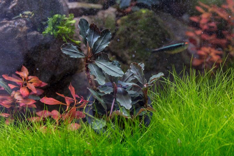 Bucephalandra Red Blade — Buce Plant