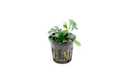 Bucephalandra Red Blade Pot Bucephalandra - Buce Plant