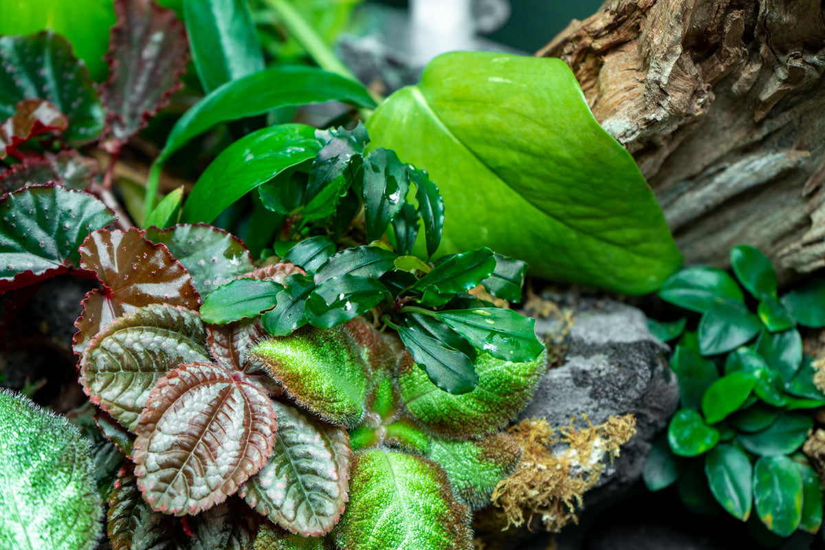 Bucephalandra Red Blade Pot - Aquascaping Plant — Buce Plant