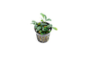 Bucephalandra Red Blade Pot Bucephalandra - Buce Plant