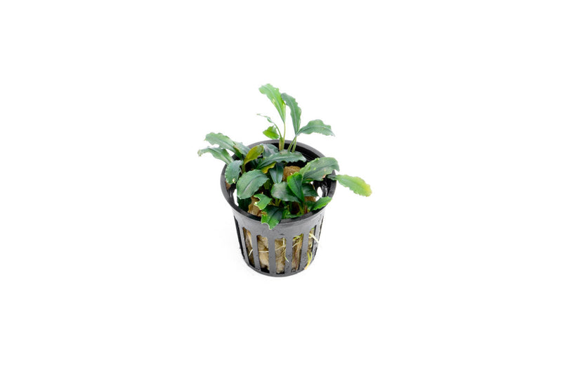 Bucephalandra Red Blade Pot Bucephalandra - Buce Plant
