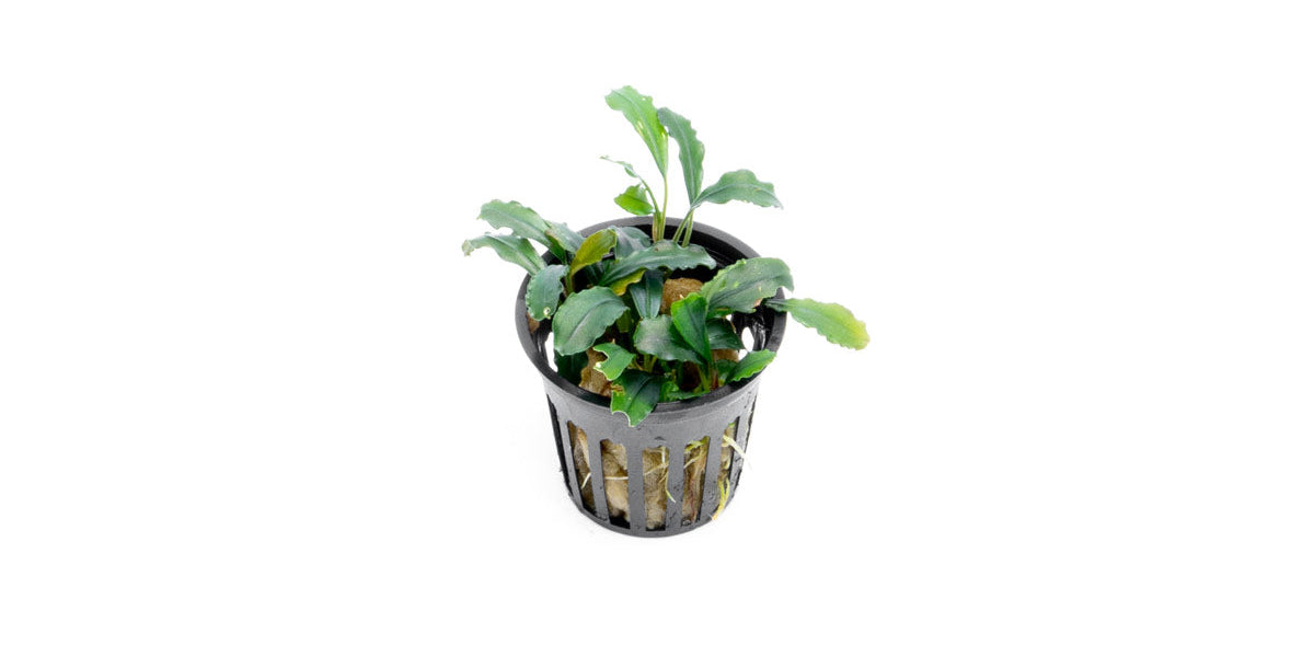 Bucephalandra Red Blade Pot - Aquascaping Plant — Buce Plant