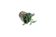 Bucephalandra Red Blade Pot Bucephalandra - Buce Plant