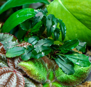 Bucephalandra Red Blade Pot Bucephalandra - Buce Plant