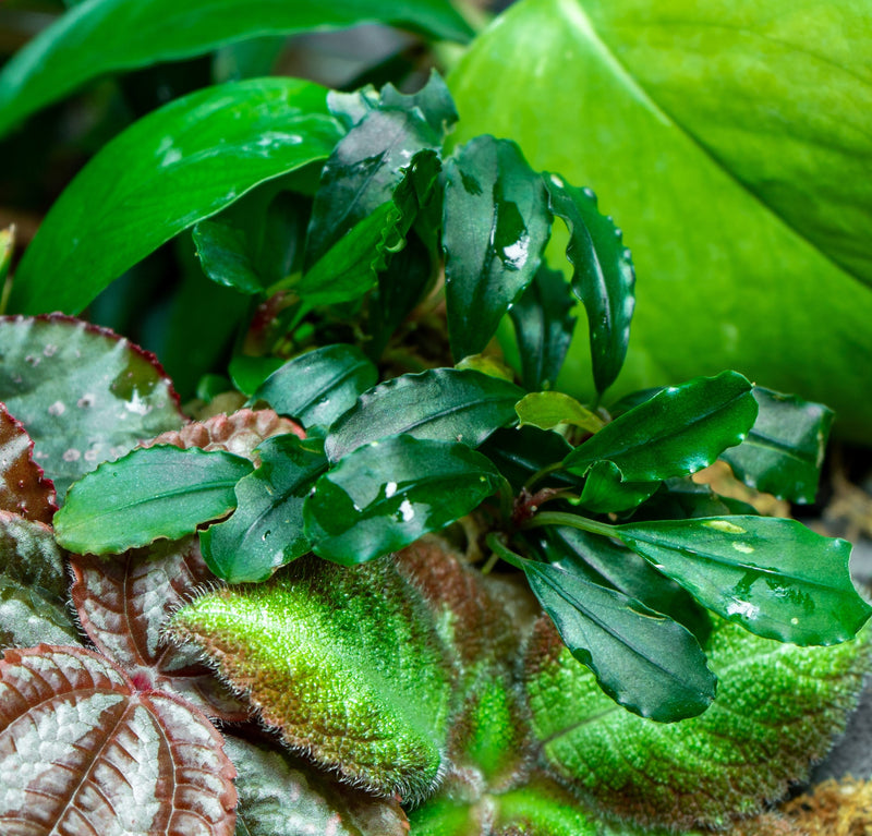 Bucephalandra Red Blade Pot Bucephalandra - Buce Plant