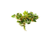 Bucephalandra Red Cherry Bucephalandra - Buce Plant