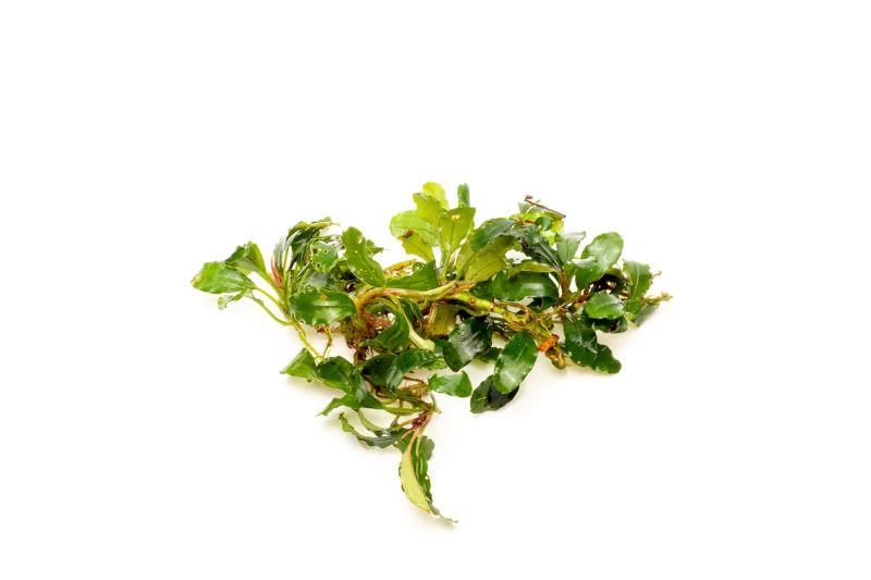 Bucephalandra Red Cherry Bucephalandra - Buce Plant