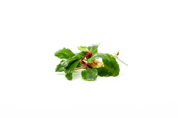 Bucephalandra Red Cherry - Aquarium Plant