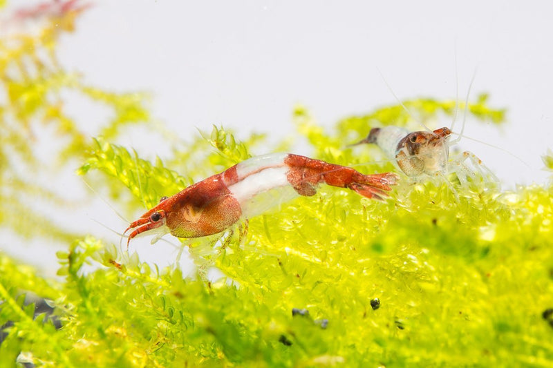 Red Rili Shrimp from JA, showcasing vibrant red coloration and delicate body structure in a close-up view.