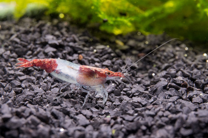 Bright red Rili shrimp from JA, showcasing their vibrant coloration and delicate, translucent body, perfect for freshwater aquariums.
