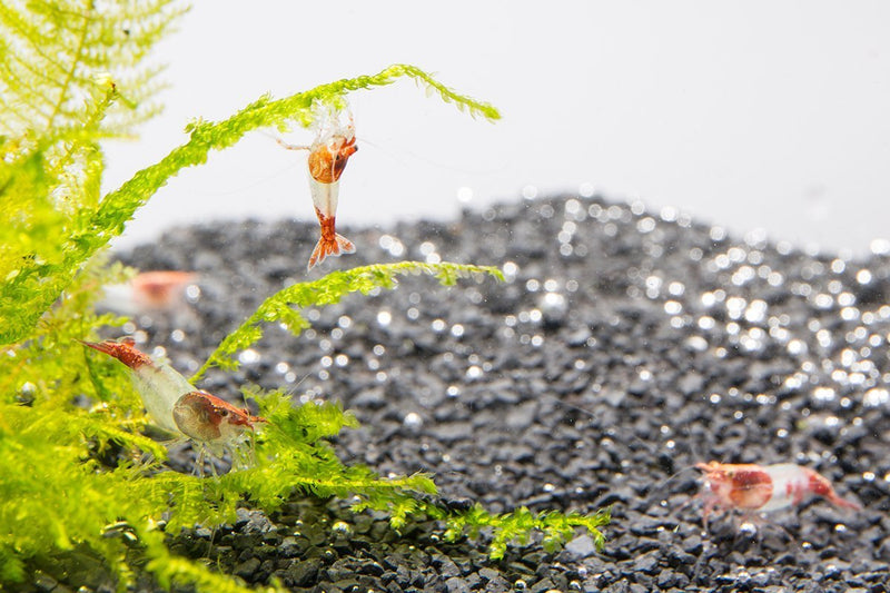 Bright red Rili shrimp by JA, showing their vibrant coloration and distinctive black eyes against a neutral background.