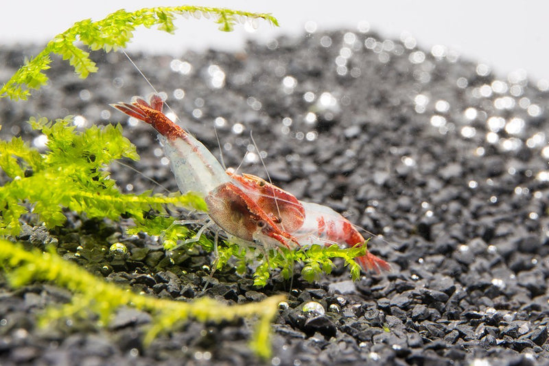 Bright red Rili shrimp from JA, showcasing its vibrant color and detailed body pattern in a close-up image.