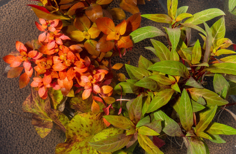 Assorted red stem aquatic plants from ACW in a pack, featuring vibrant red stems and green foliage for freshwater aquariums.