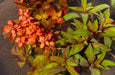 Red Stem Plant Pack - BucePlant.com