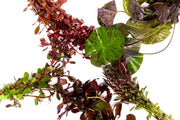 Red Stem Plant Pack by ACW featuring vibrant red aquatic plants for freshwater aquariums.