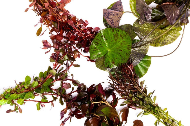 Red Stem Plant Pack by ACW featuring vibrant red aquatic plants for freshwater aquariums.