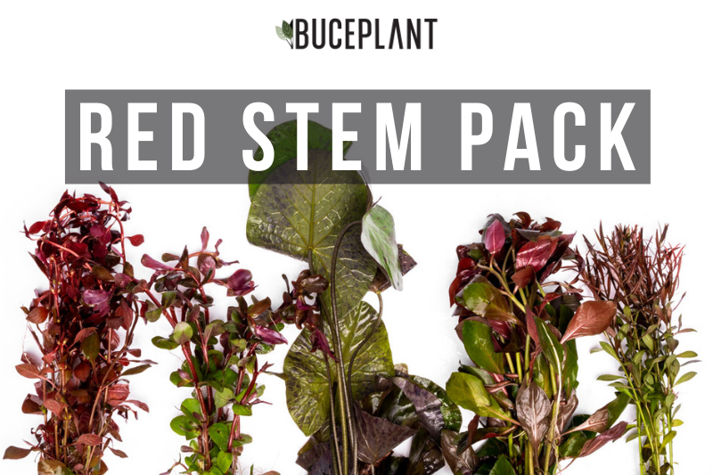 Red Stem Plant Pack by ACW featuring vibrant red aquatic stems suitable for freshwater aquariums.