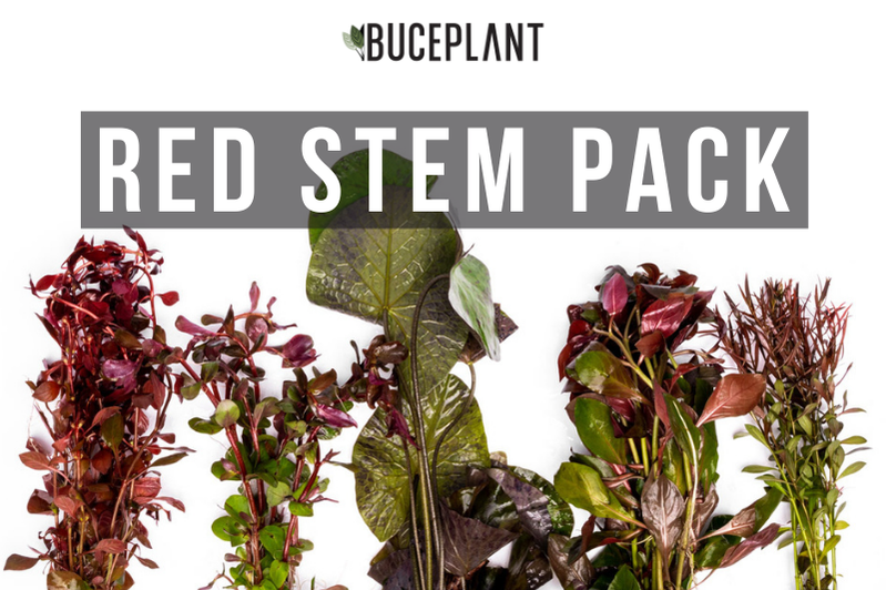 Aquarium Plant Packs For Planted Tanks At Buce Plant