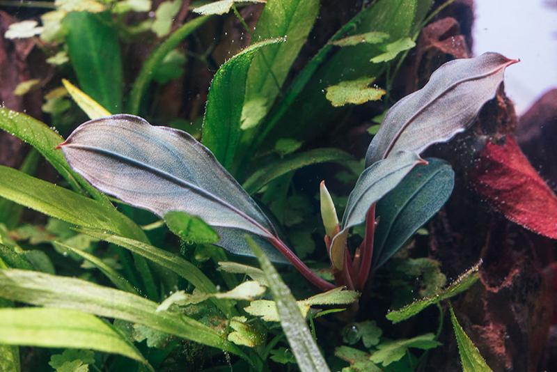 Bucephalandra Red Under Aquarium Plant — Buce Plant