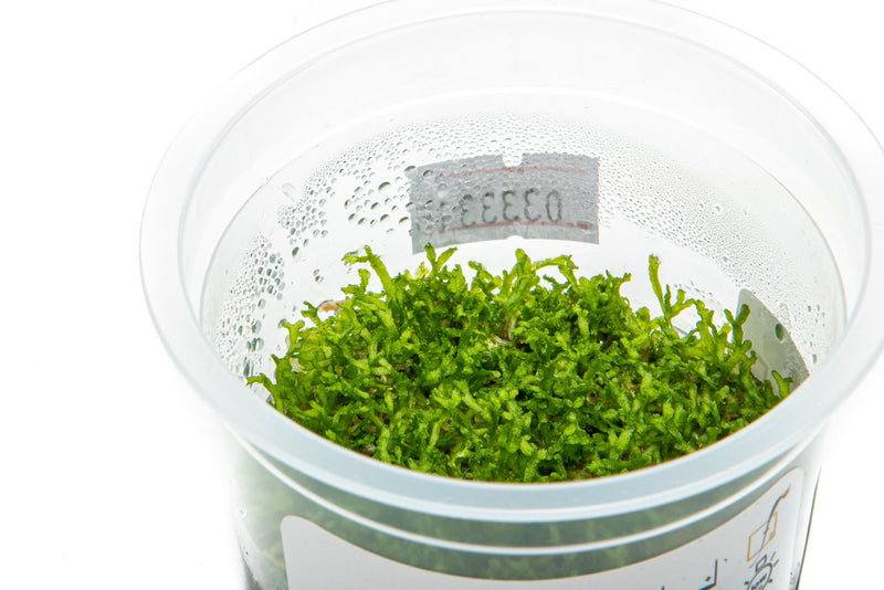 Riccia Fluitans Aquatic Farmer Tissue Culture Aquatic Plant - Buce Plant