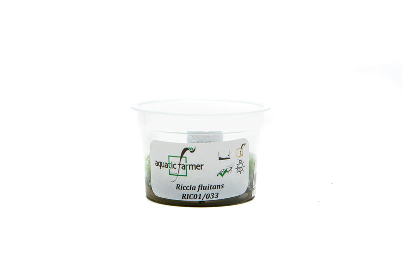 Riccia Fluitans Aquatic Farmer Tissue Culture Aquatic Plant - Buce Plant