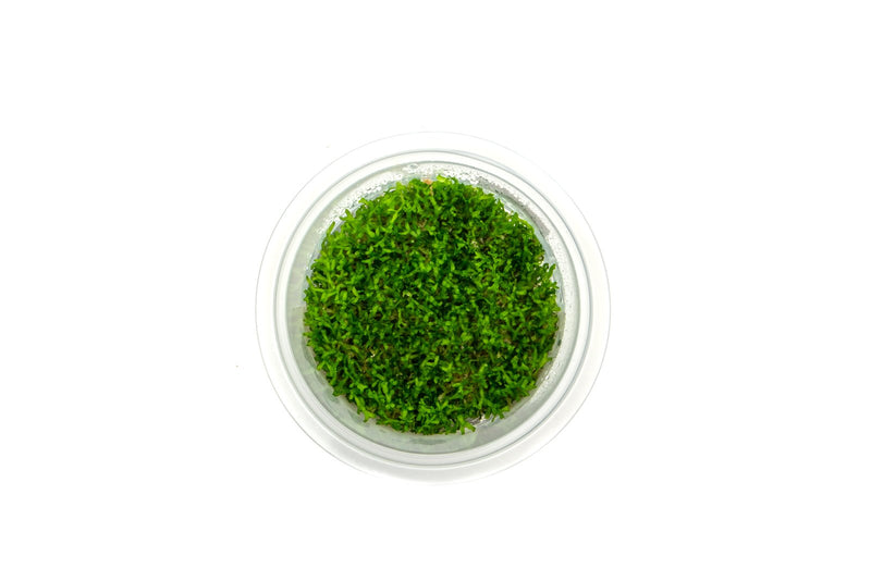Riccia Fluitans Aquatic Farmer Tissue Culture Aquatic Plant - Buce Plant