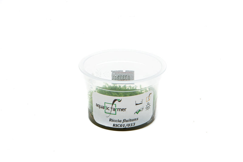 Riccia Fluitans Aquatic Farmer Tissue Culture Aquatic Plant - Buce Plant